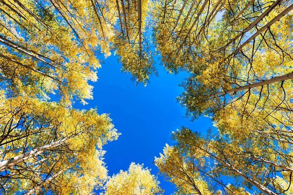 Beneath the Aspens