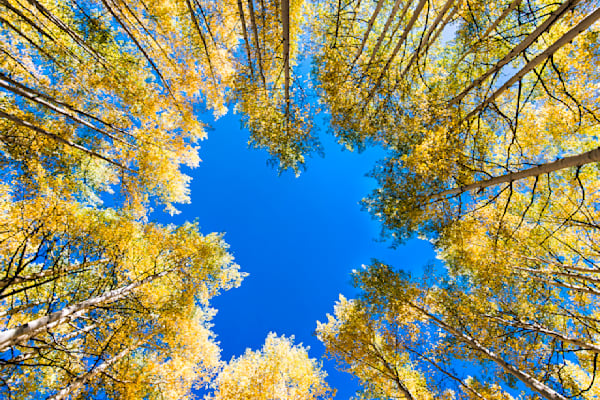 Beneath the Aspens – fine art nature photography