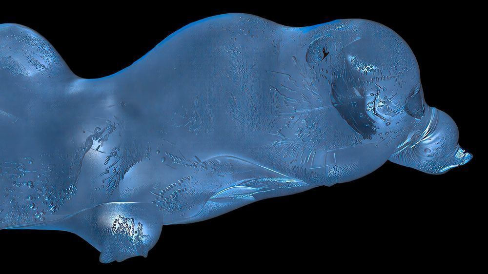 Blue Sea Lion