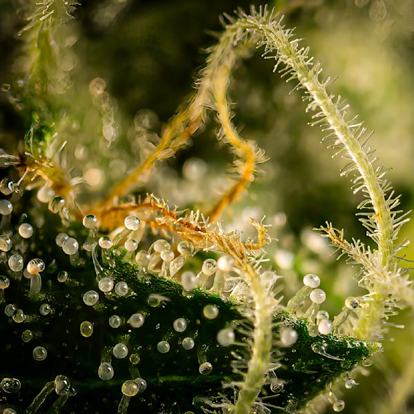 Quiet Drift – astrophotography landscape