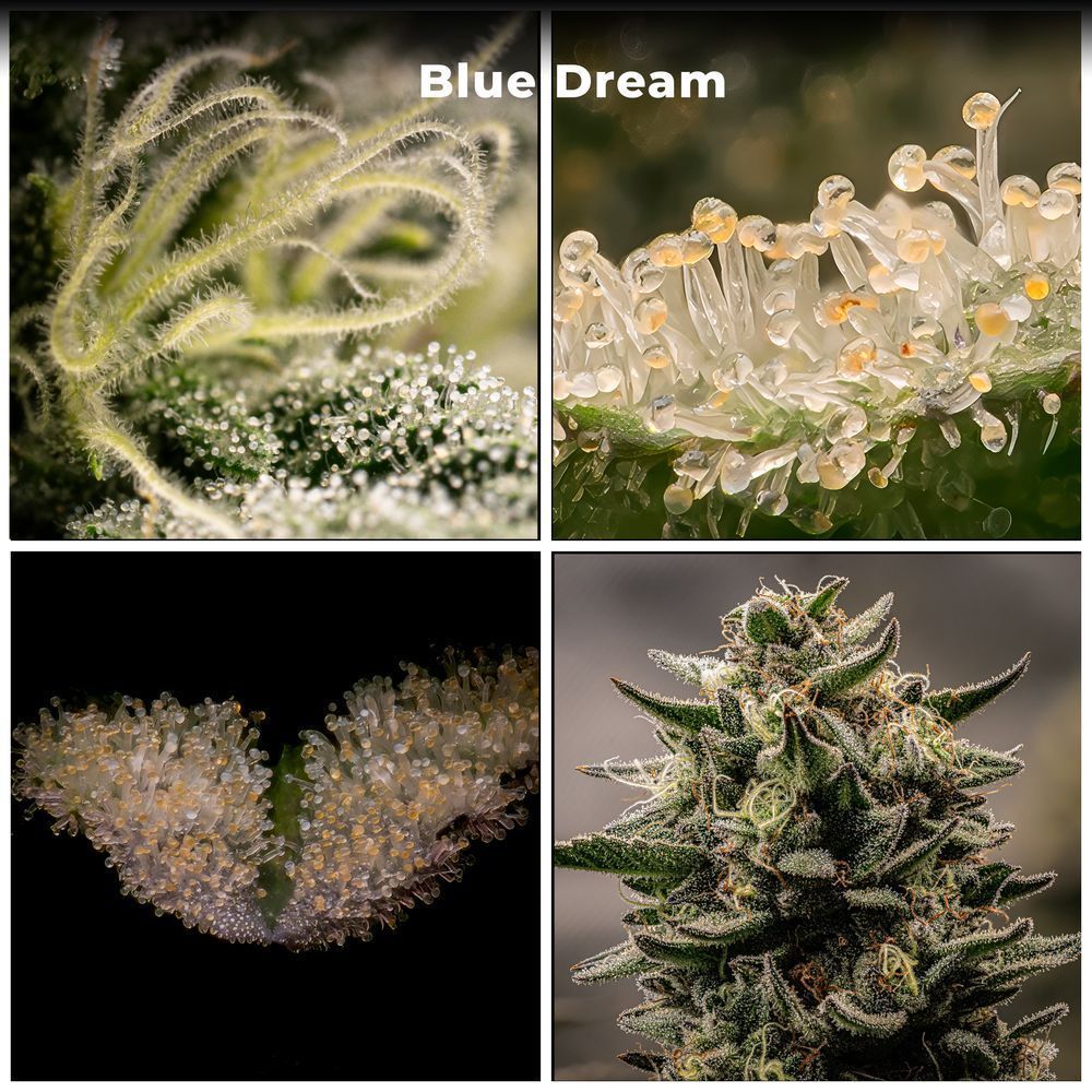 Blue Dream Final – fine art nature photography