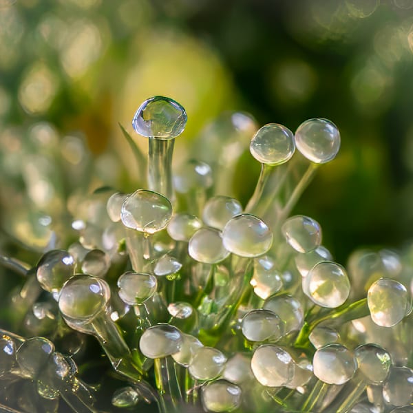 Crystal Calm – abstract ice photography