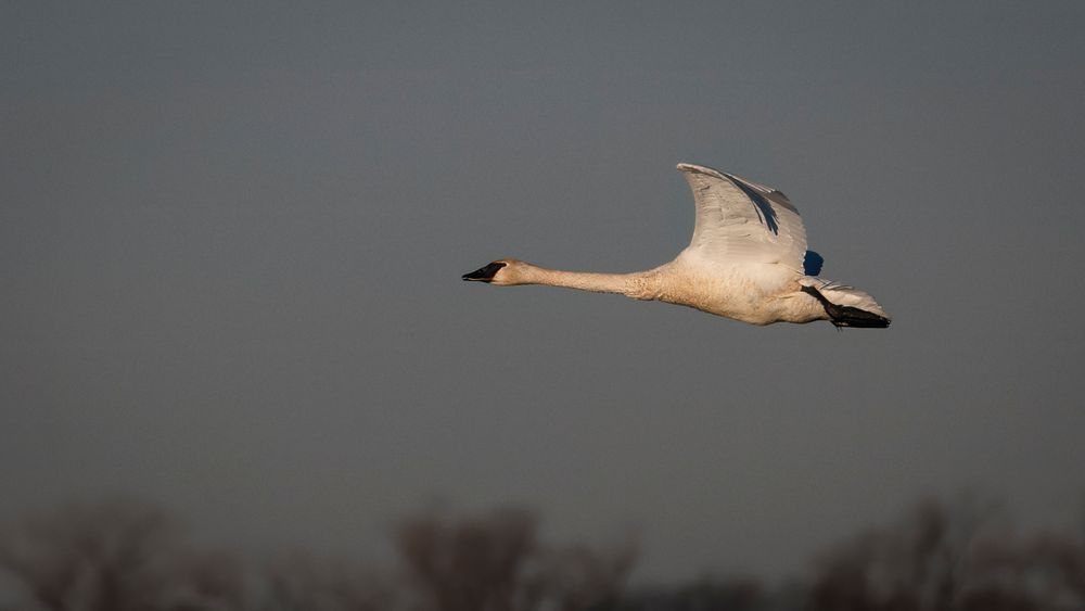 Crossing – fine art nature photography