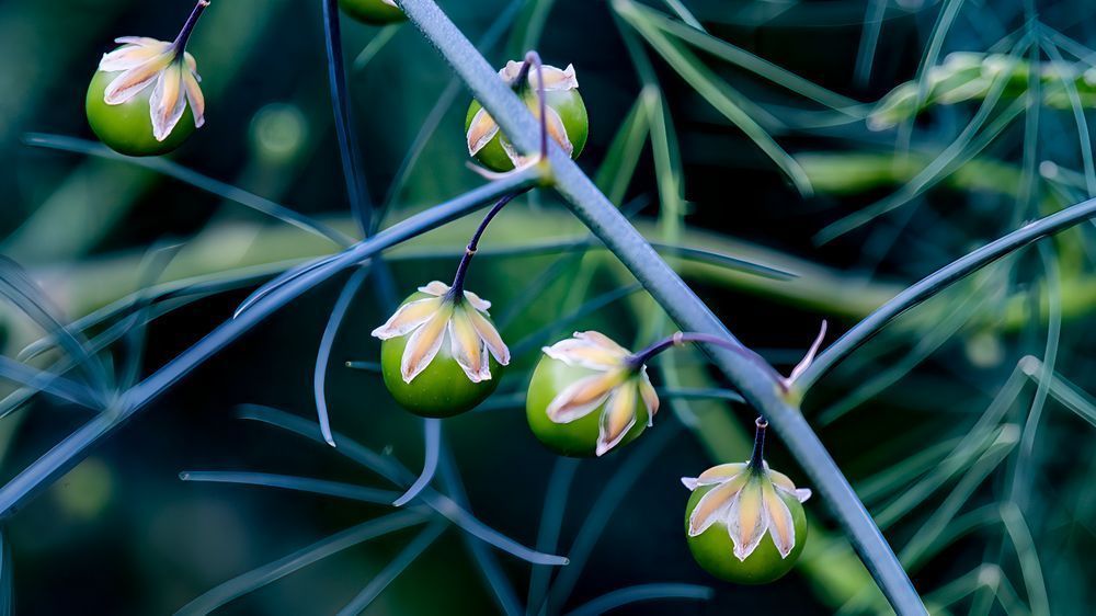 Crowns  Asparagus – fine art nature photography