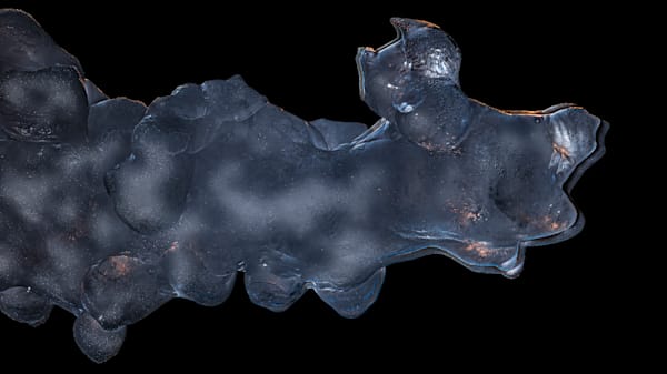 Cold Howl – wildlife photography