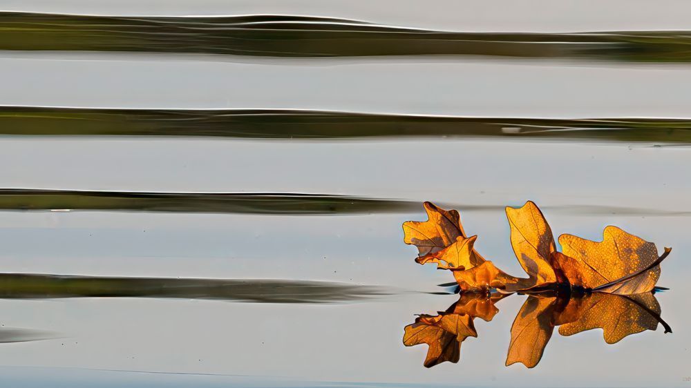 Autumn Afloat – fine art nature photography
