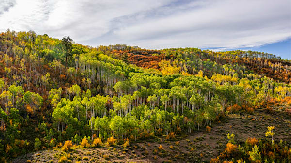Autumns Last Chorus – fine art nature photography