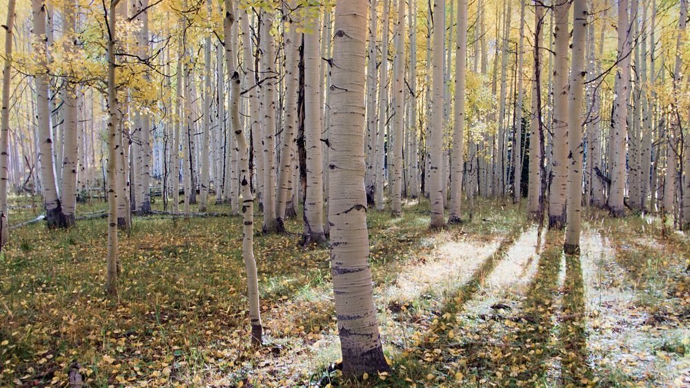 Autumns silence – fine art nature photography