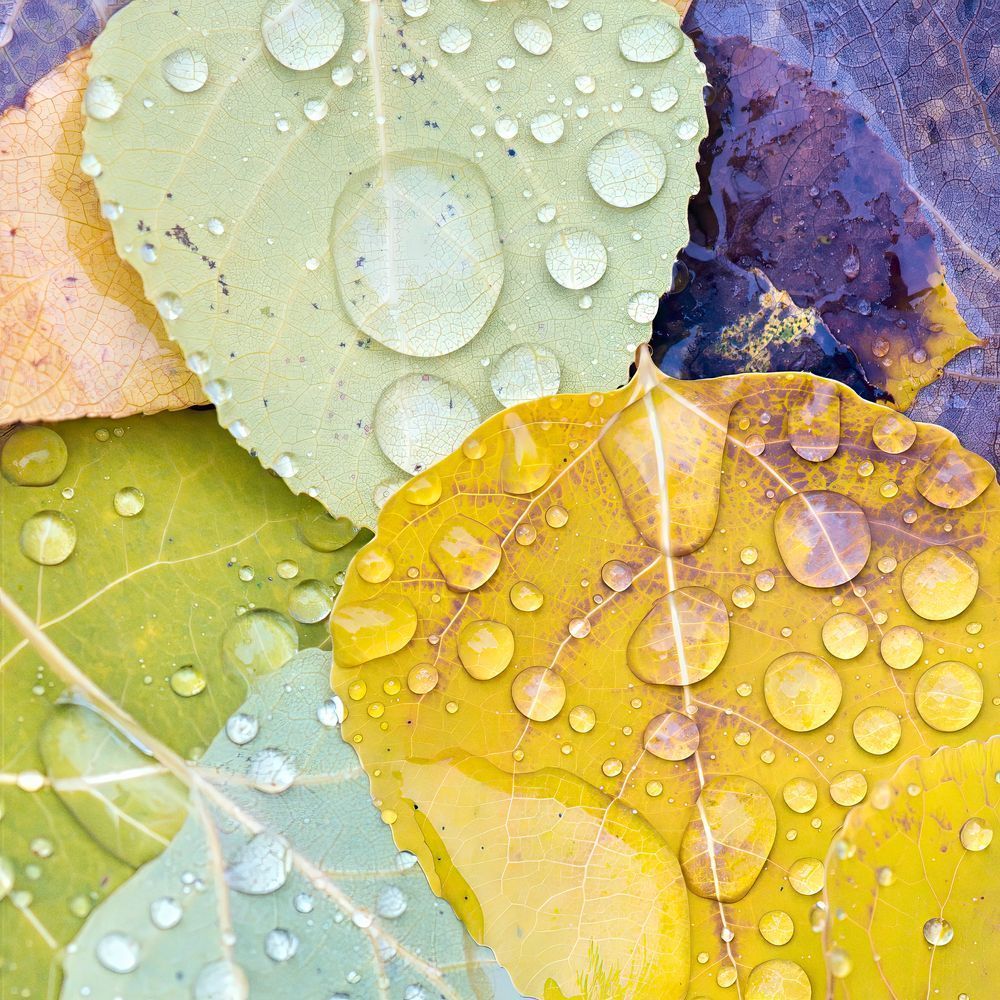 Autumn Palette