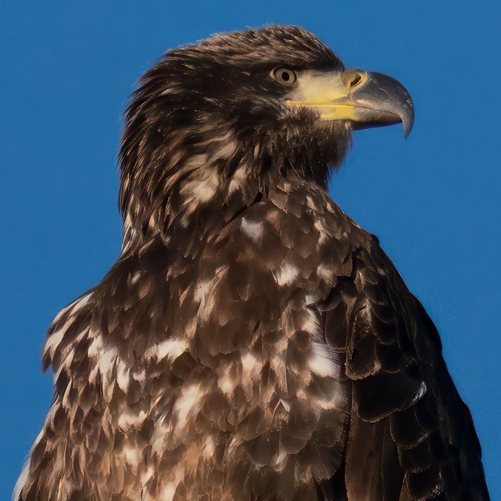 Anticipation – fine art nature photography