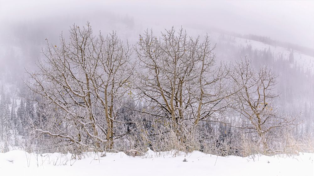 Frosty Family – abstract ice photography