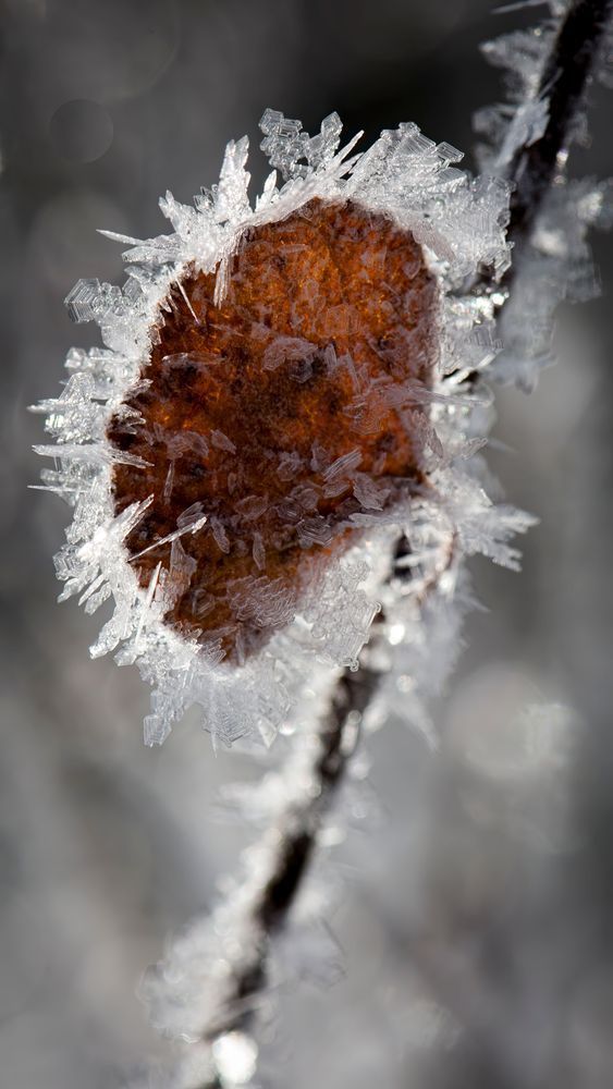 Frostbound Ember