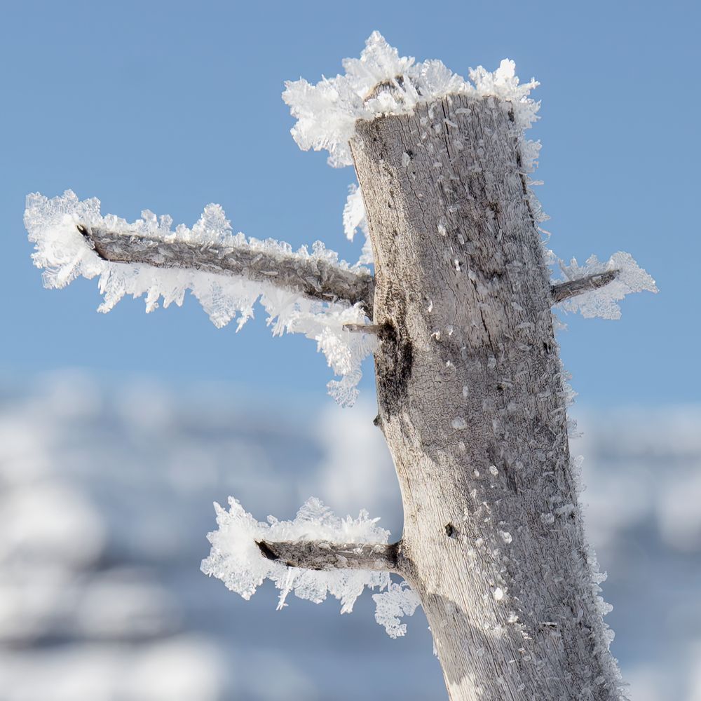 Frosted Sentinel – abstract ice photography