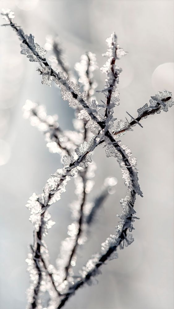 Frozen Flakes – abstract ice photography