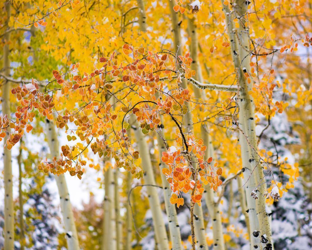 Fall and Winter