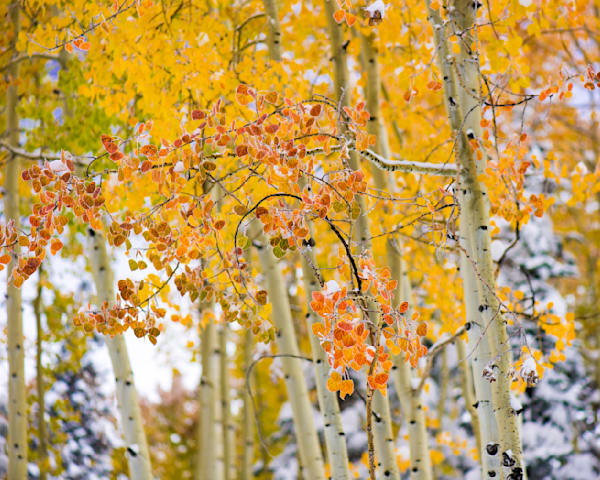 Fall and Winter – fine art nature photography