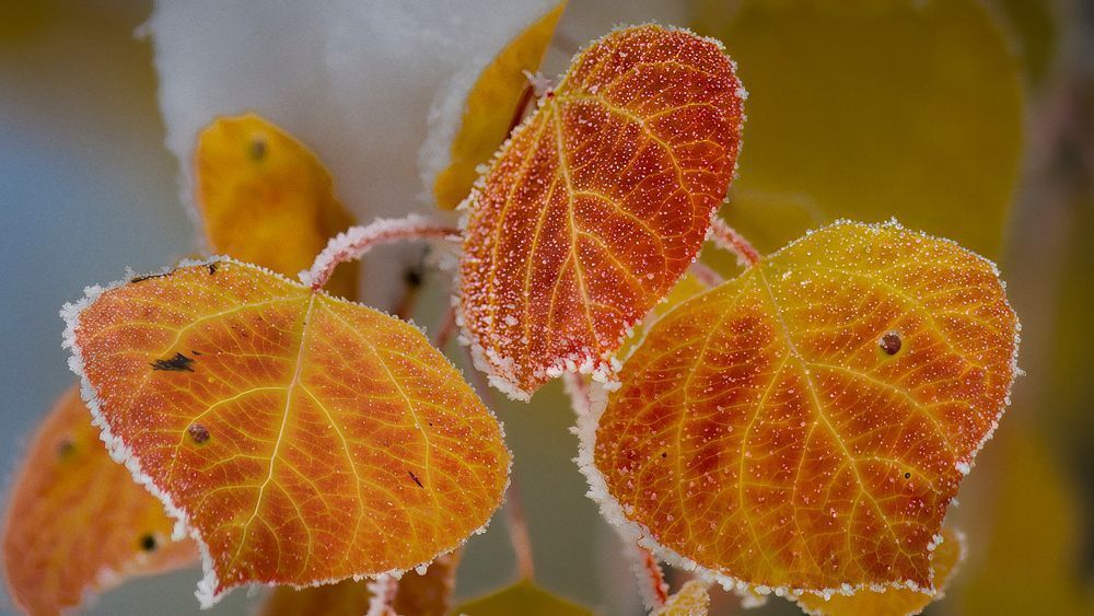 Frosted Gold
