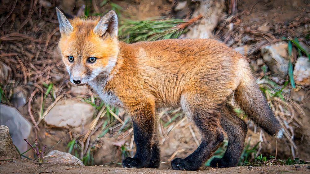 First Steps – fine art nature photography