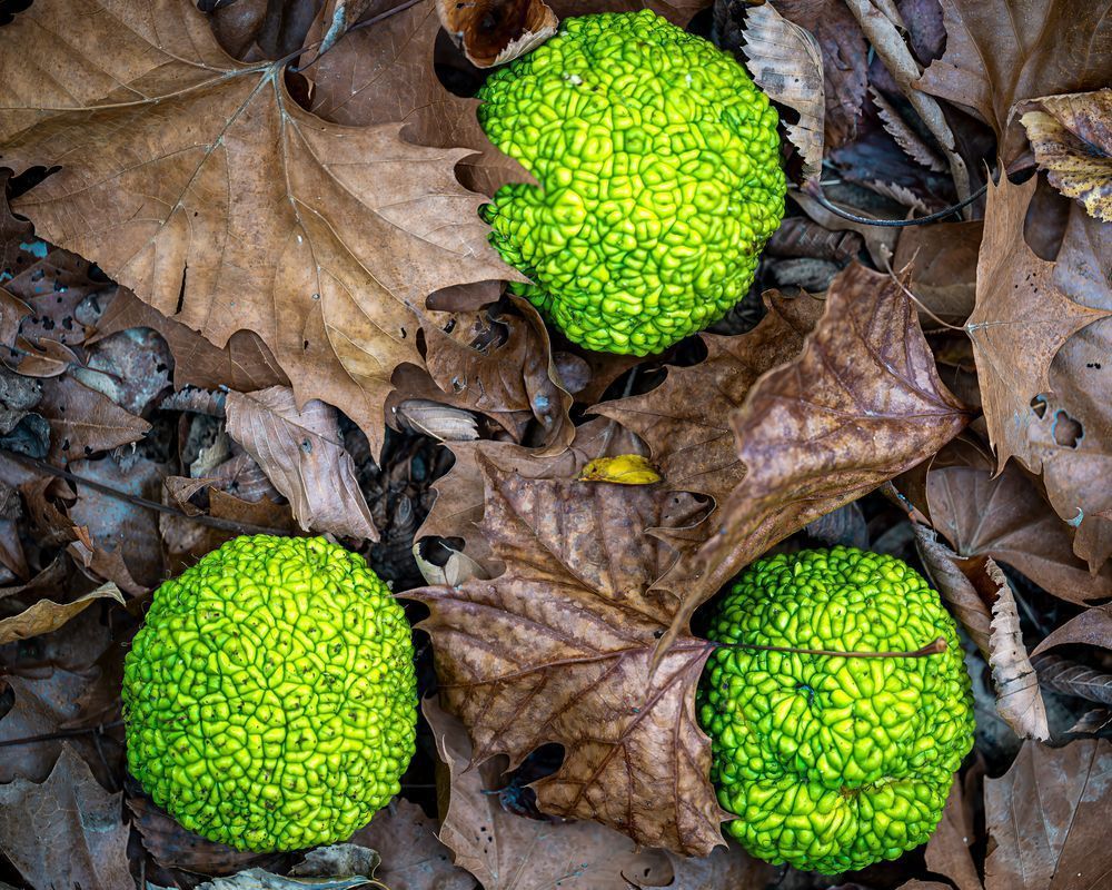 Green Brains – fine art nature photography