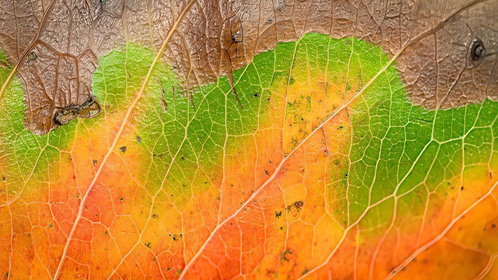 Gradient of Seasons