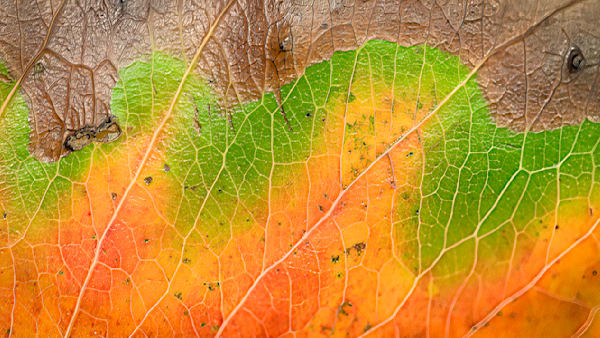 Gradient of Seasons – fine art nature photography