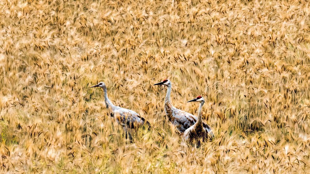 Golden Cranes – wildlife photography