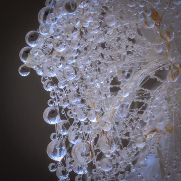 Glass Lace – fine art nature photography