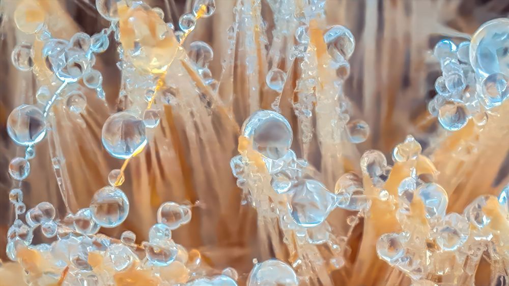 Dew Burst – macro botanical photography