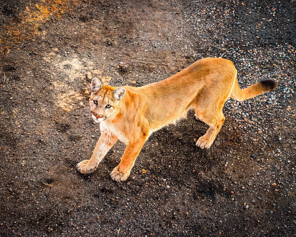 Hello Kitty – fine art nature photography