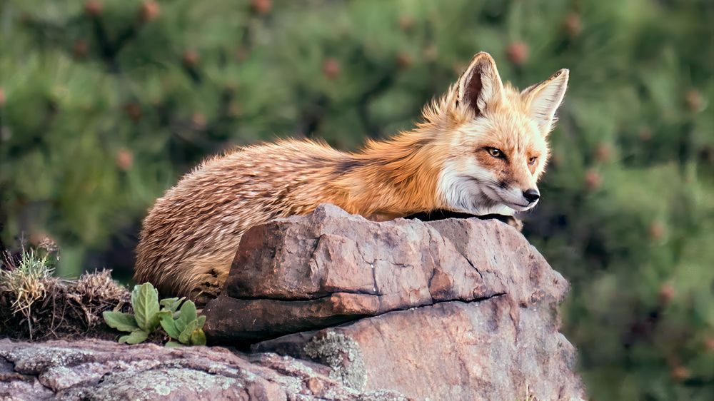 Overwatch – fine art nature photography