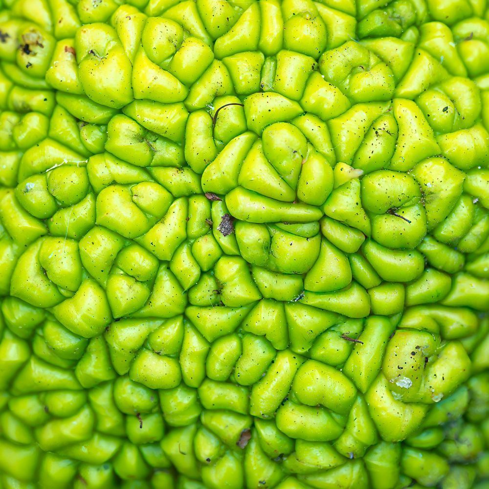 Osage Orange Brain – fine art nature photography