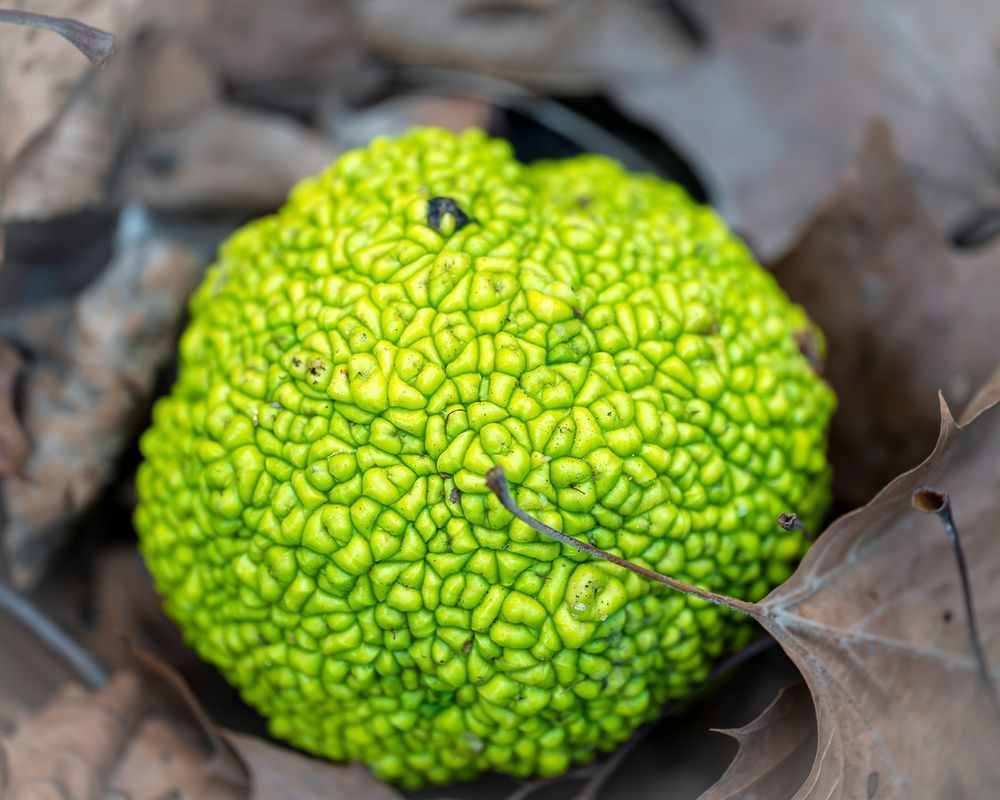 Osage Orange – fine art nature photography
