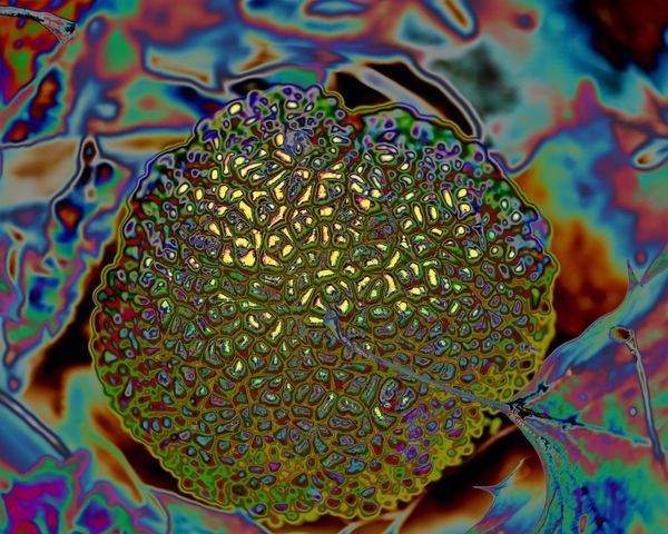 Abstract Exploratory