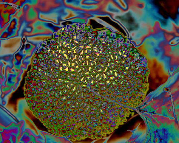 Osage Orange Alt – fine art nature photography