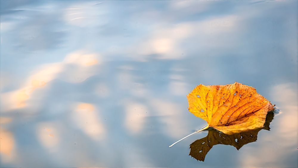 One Leaf s Journey