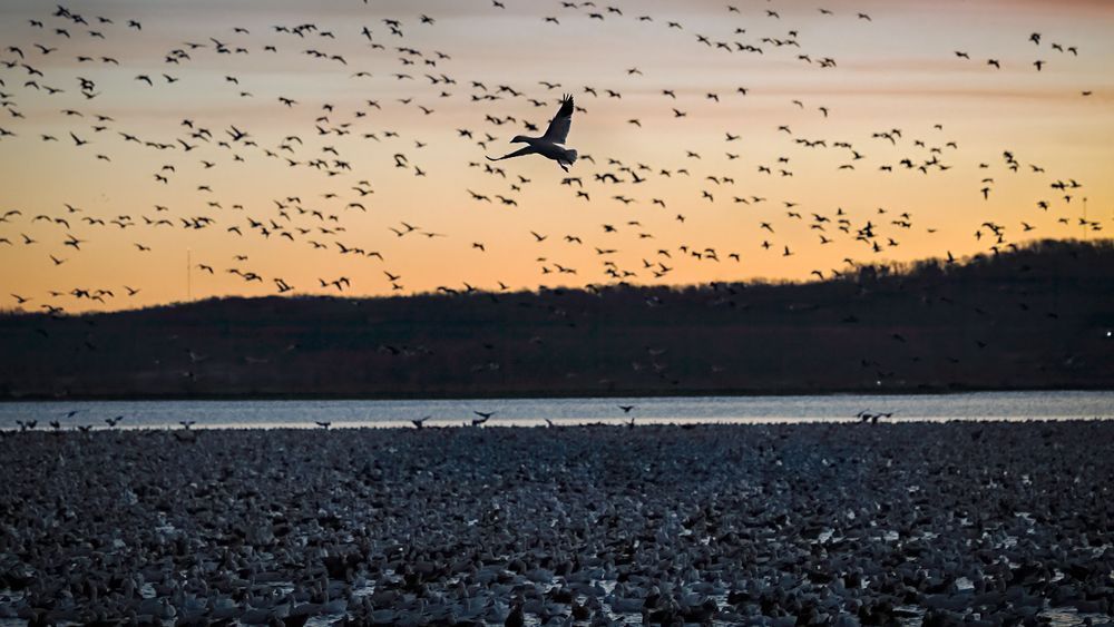 One Above Many – fine art nature photography