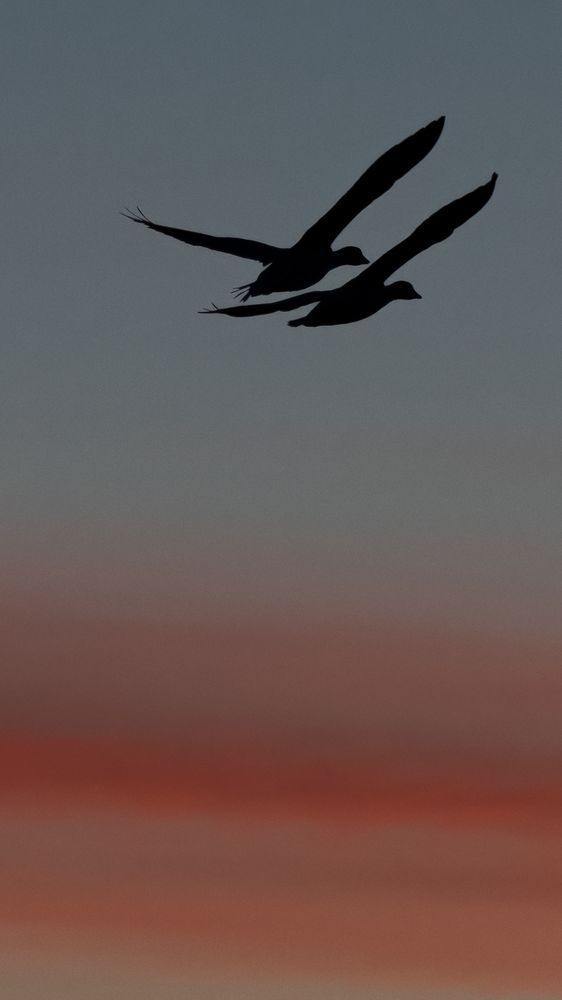 Love Birds – wildlife photography