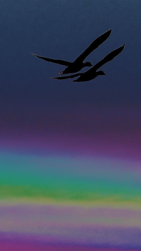 Love Birds Alt – wildlife photography