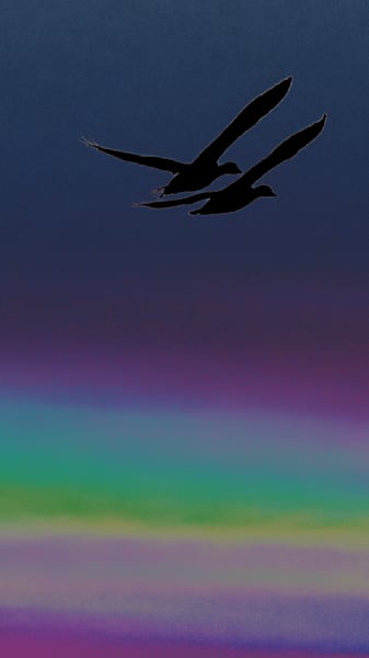 Love Birds Alt – wildlife photography