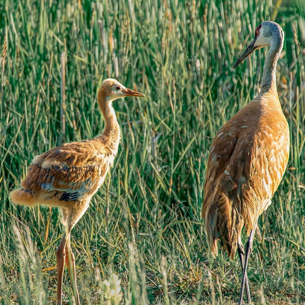 Mothers Look – fine art nature photography