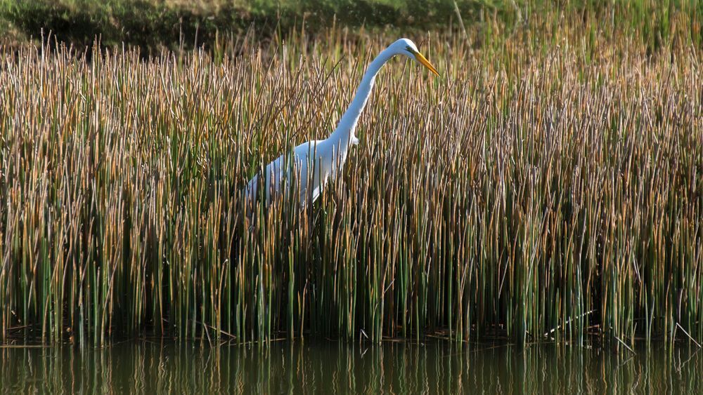 Reed Runner – fine art nature photography