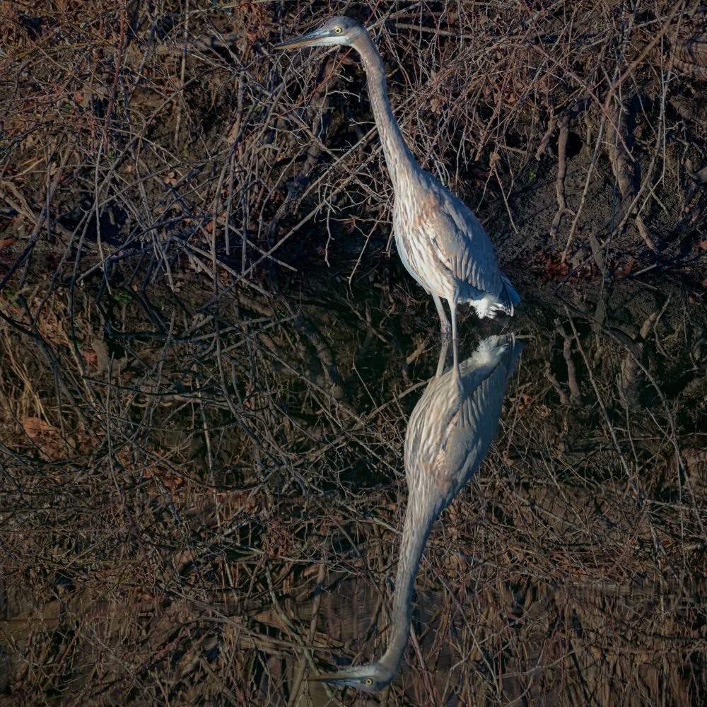 Still Witness – fine art nature photography