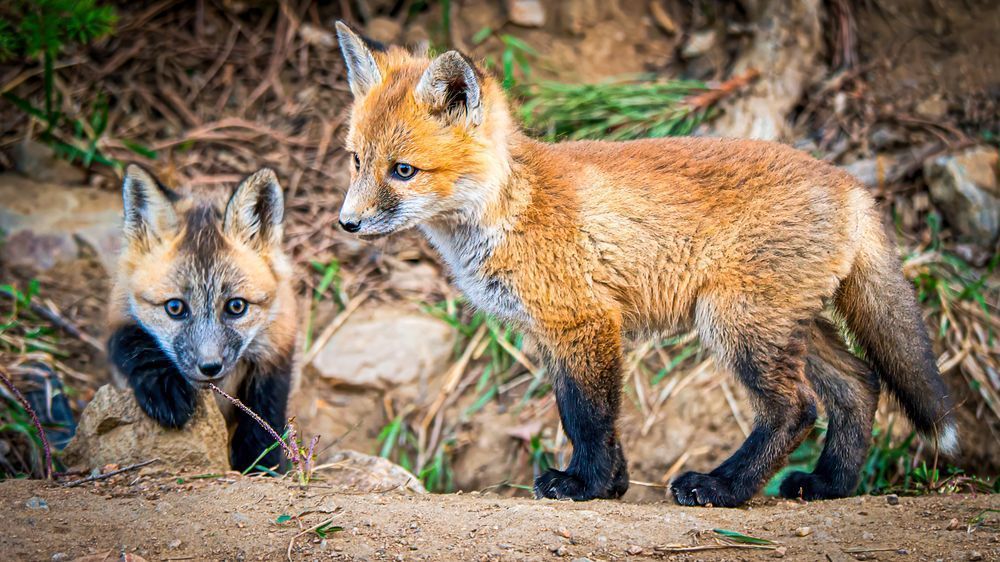 Stepping Out – fine art nature photography