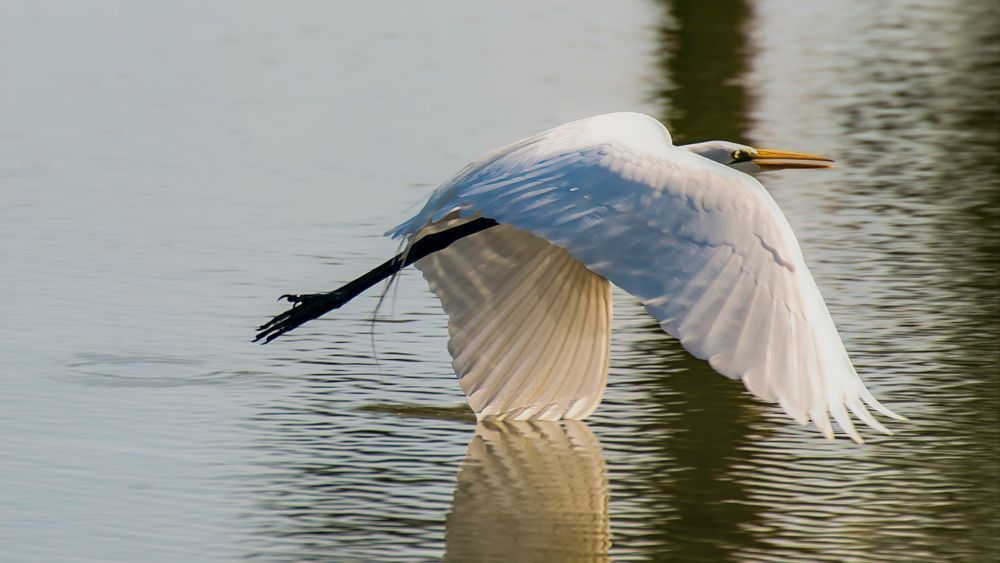 Silent Glide – fine art nature photography
