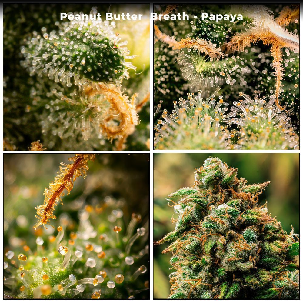 Peanut Butter Breath (PBB) Papaya  Final – macro botanical photography
