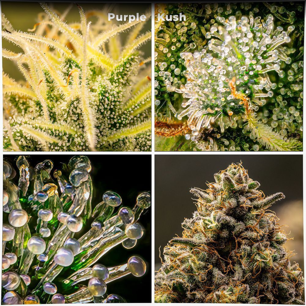 Purple Kush  Final – macro botanical photography