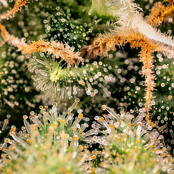 Honey Roll – fine art nature photography