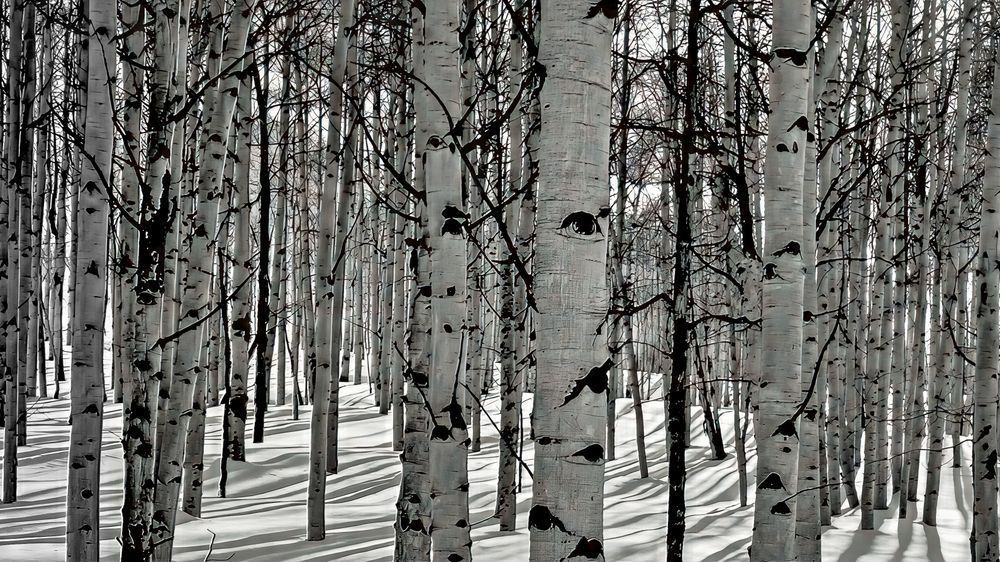 Pattern of Stillness