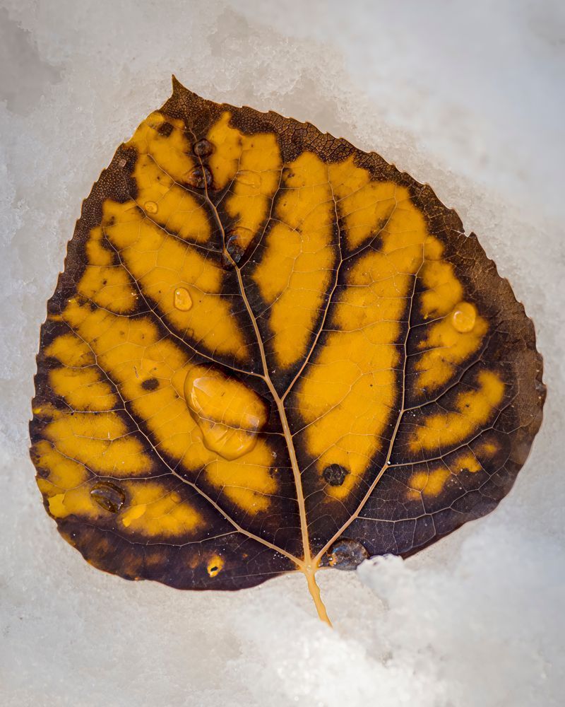 Winter Gold – fine art nature photography