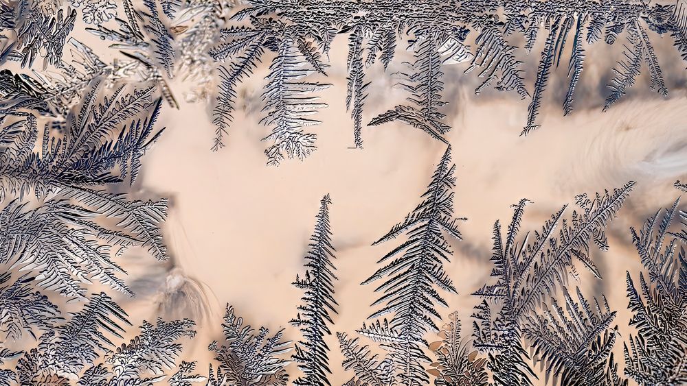 Winter Emergence